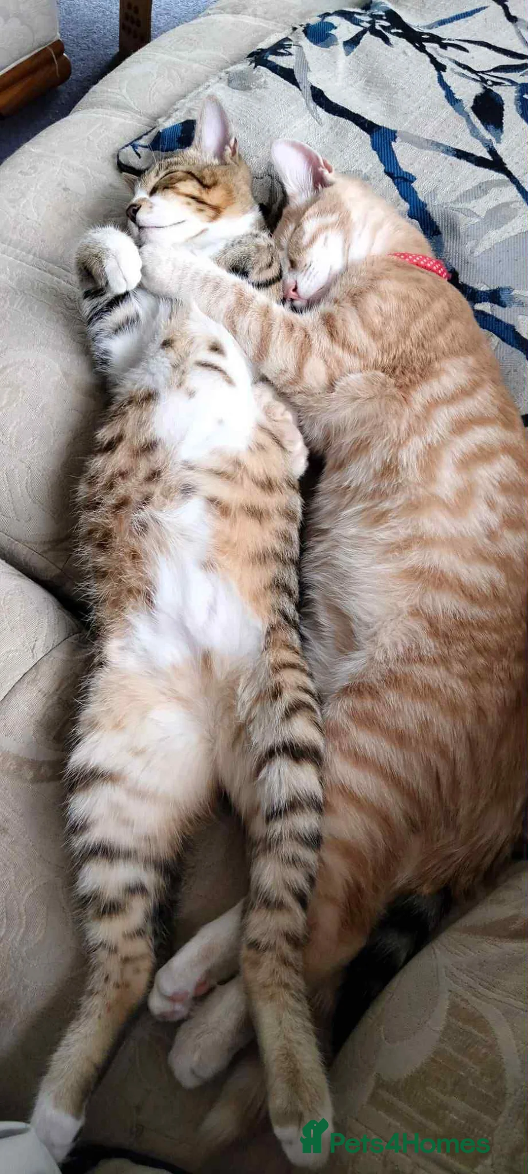Bengal cats for sale: Brothers looking for loving humans - Advert 2