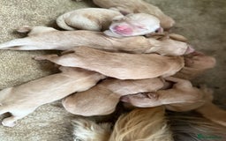 Golden Retriever dogs for sale: Stunning Top Quality Lines Golden Retriever Pups - Image 9