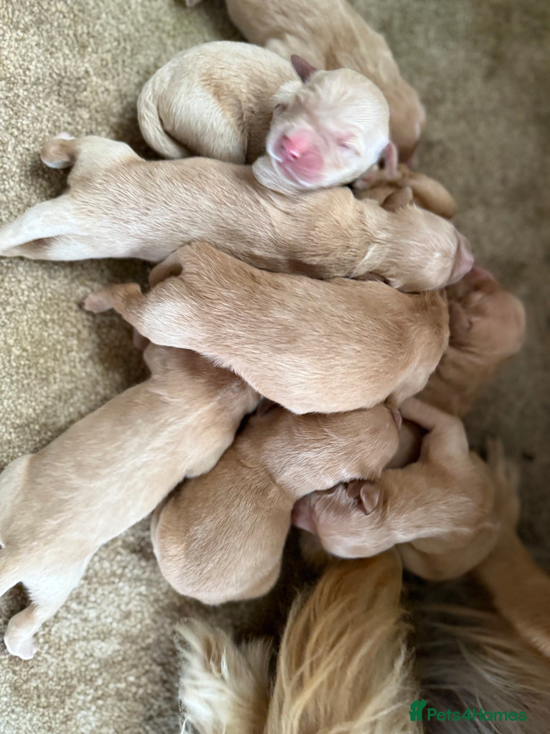 Golden Retriever dogs for sale: Stunning Top Quality Lines Golden Retriever Pups - Image 9