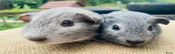 Guinea Pig rodents for sale: Guinea pigs for loving new homes - Advert 4