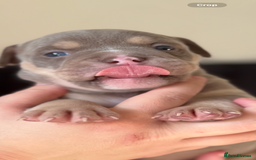 Mixed Breed dogs for sale: Stunning English bulldog mix pocket bully  - Image 34