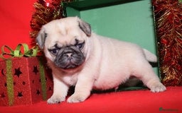 Pug dogs for sale: Lovely Pug - Image 4