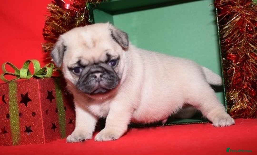 Pug dogs for sale: Lovely Pug - Image 4