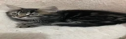Mixed Breed cats for sale: Kittens  in Harrow - Advert 5