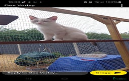 Ragdoll cats for sale: 6x Three quarter ragdolls - Advert 2