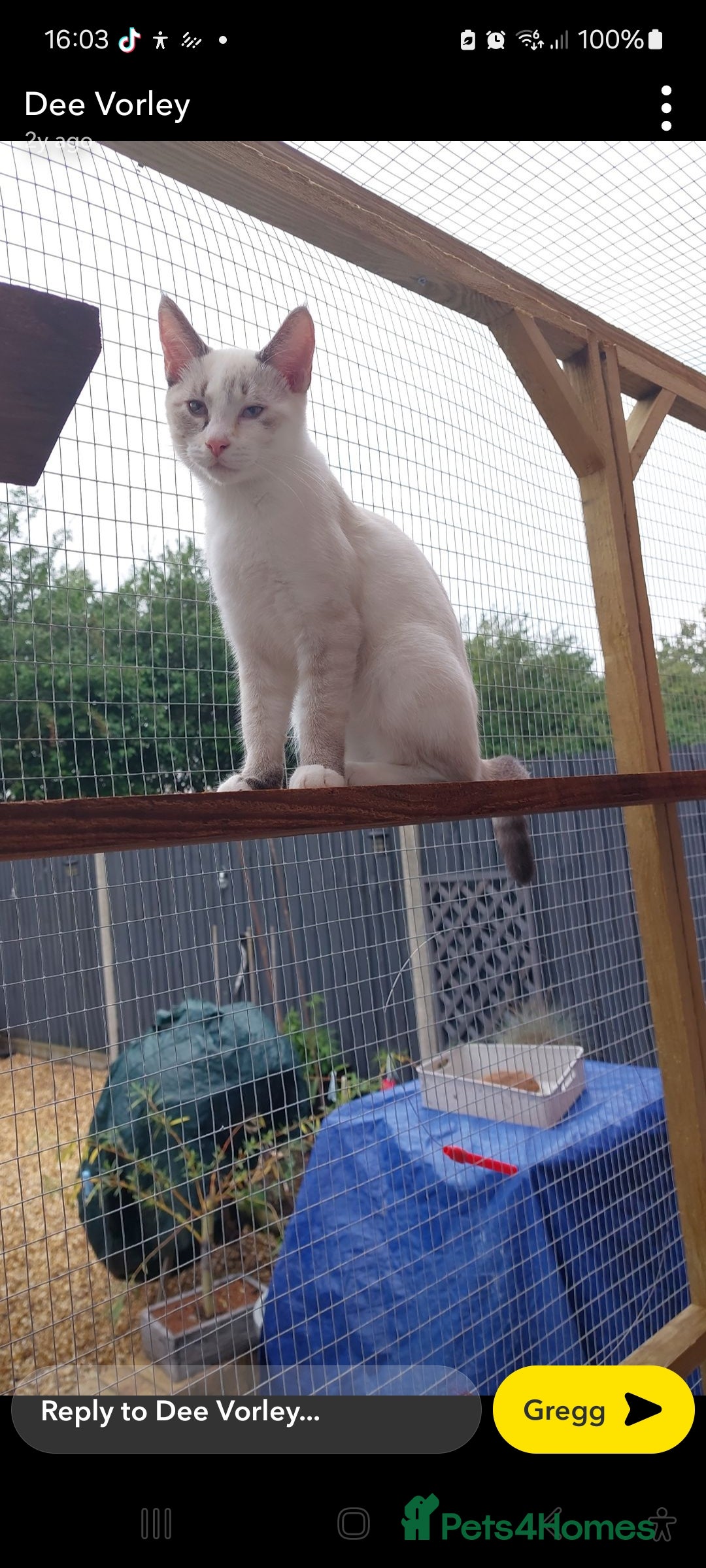 Ragdoll cats for sale: 6x Three quarter ragdolls - Advert 2