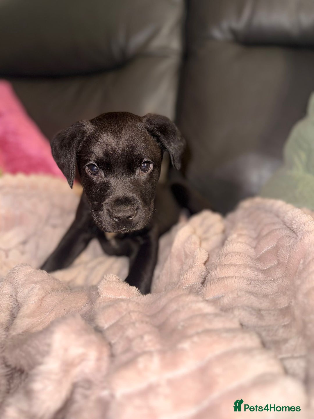 Labrador Retriever dogs for sale: Labrador X Boxerdore puppies  - Advert 2