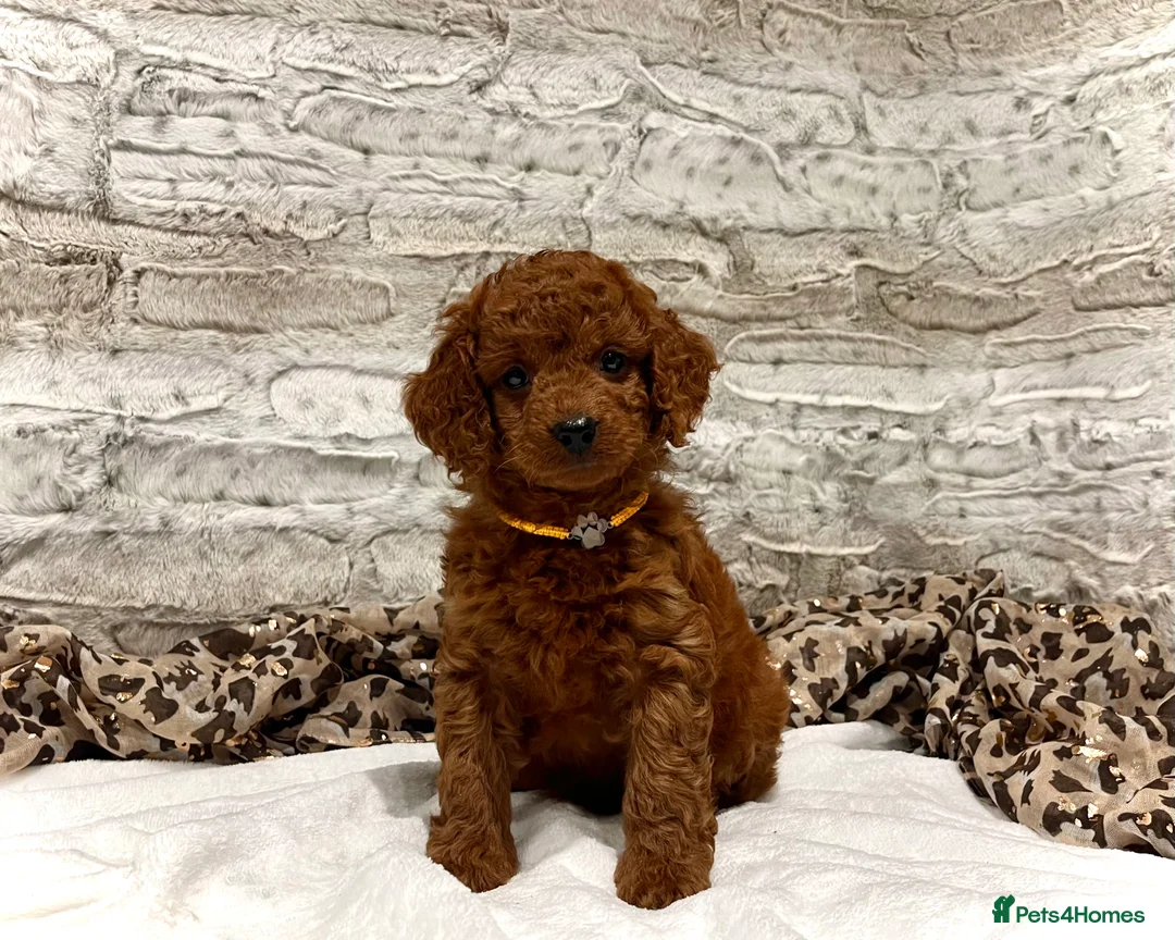 Cockapoo dogs for sale: 🌟Red F1BB Hypoallergenic DNA✅ Mini Show Cockapoos - Advert 3