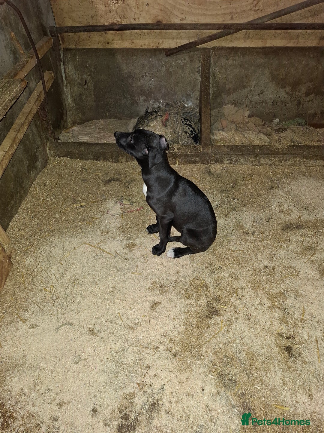 Lurcher dogs for sale: Lurcher pups for sale  - Advert 9