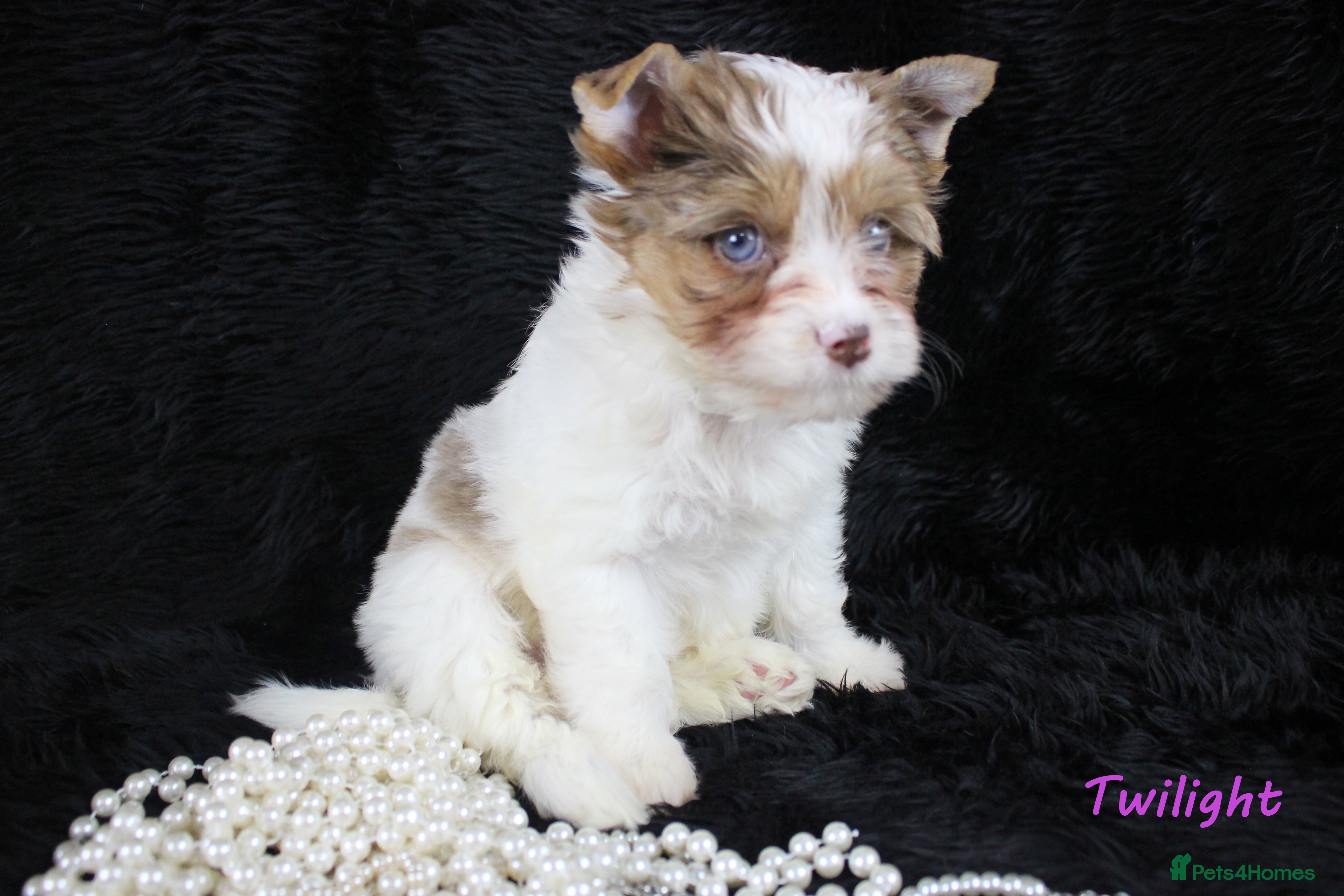 Yorkshire Terrier dogs Choc &amp; White Yorkie Girl Blue eyes – Ready Now - Advert 6