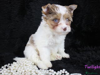 Yorkshire Terrier dogs Choc & White Yorkie Girl Blue eyes – Ready Now - Advert 3