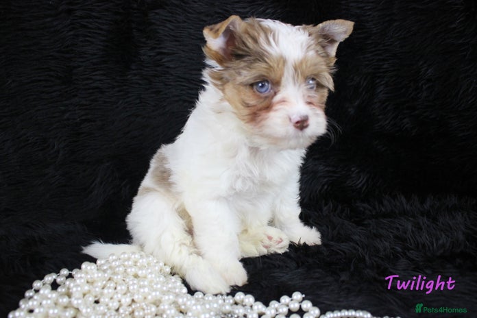 Yorkshire Terrier dogs Choc & White Yorkie Girls Blue eyes – Ready Nov 25 - Advert 1