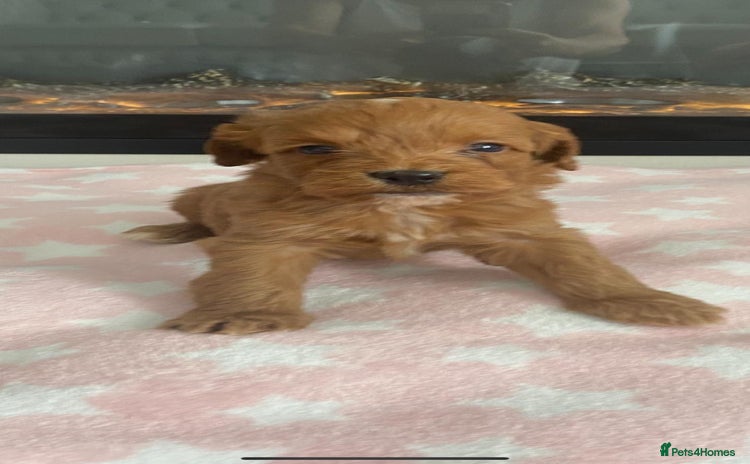 Cockapoo dogs - Advert 8