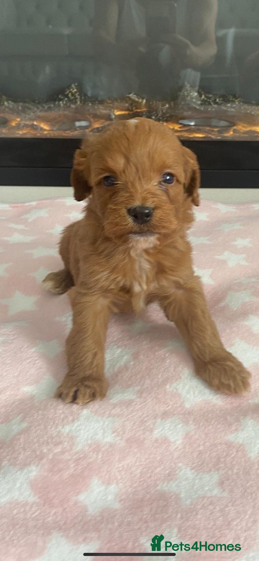 Cockapoo dogs for sale: F1 Cockapoos - Image 1