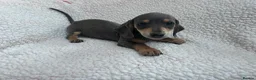 Miniature Dachshund dogs for sale: ***mini dachshund *** - Advert 18