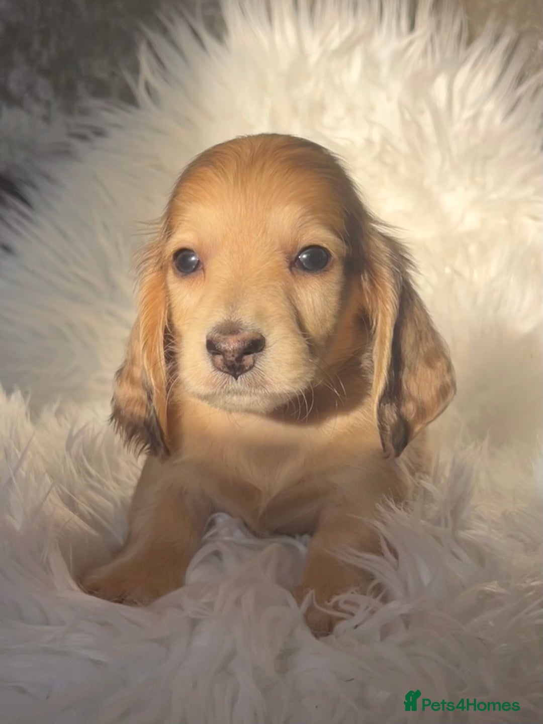 Dachshund dogs for sale: KC miniature long hair dachshunds for sale - Advert 11