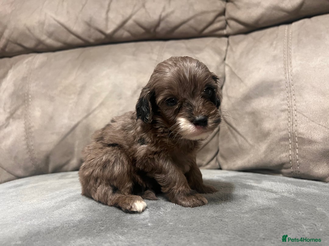 Cockapoo dogs for sale: 🐶F1 Cockerpoo Pups – Merle, Chocolate, Apricot 🐶 - Image 19