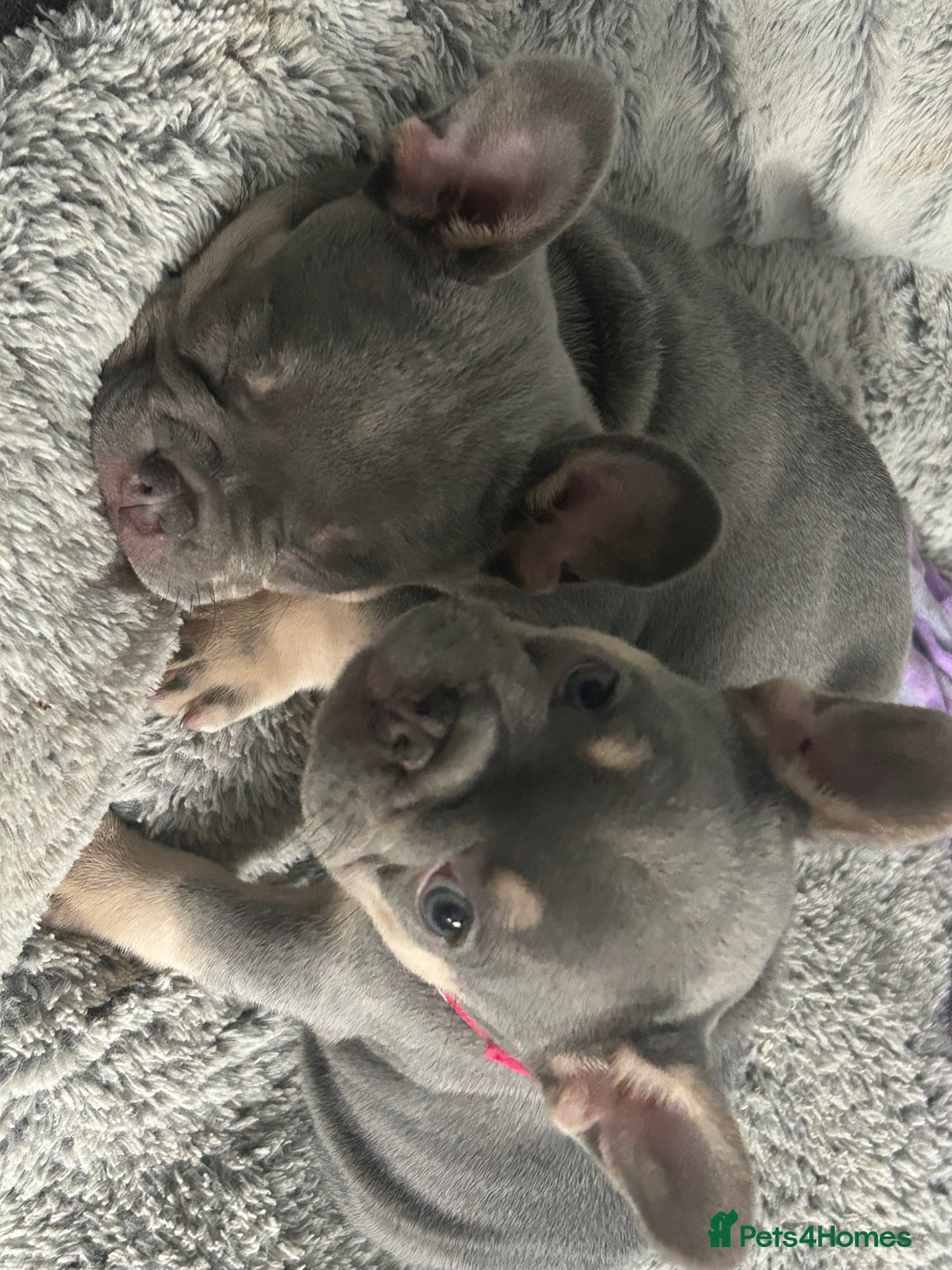French Bulldog dogs for sale: *READY TO LEAVE* stunning lilac/tan girl frenchie - Image 23