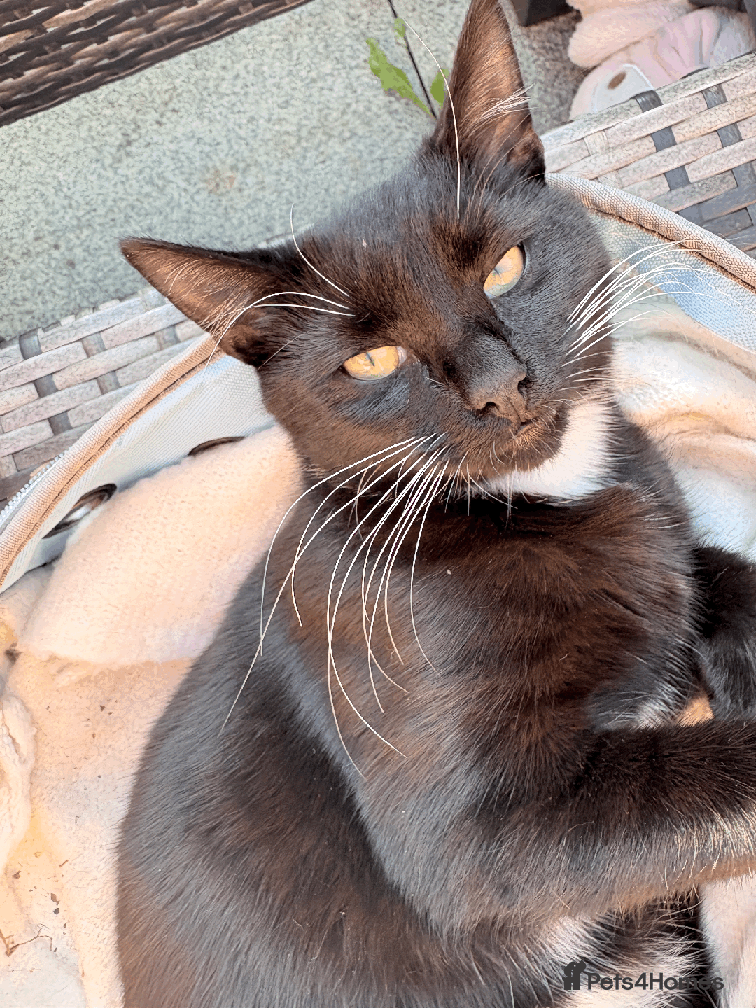 Domestic Shorthair cats for sale: A loving home for this little cat - Image 6