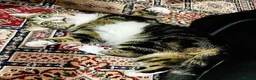 Domestic Shorthair cats for sale: Beautiful 5yo Female Tabby Cat Free to Loving Home - Advert 2