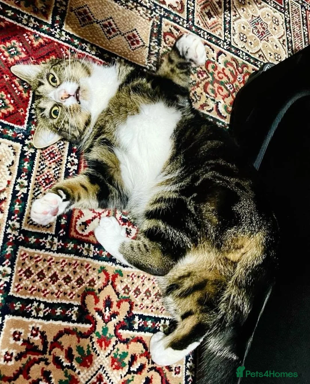 Domestic Shorthair cats for sale: Beautiful 5yo Female Tabby Cat Free to Loving Home - Advert 2