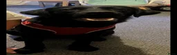 Labrador Retriever dogs for sale: Black Labrador retriever  in London - Advert 1