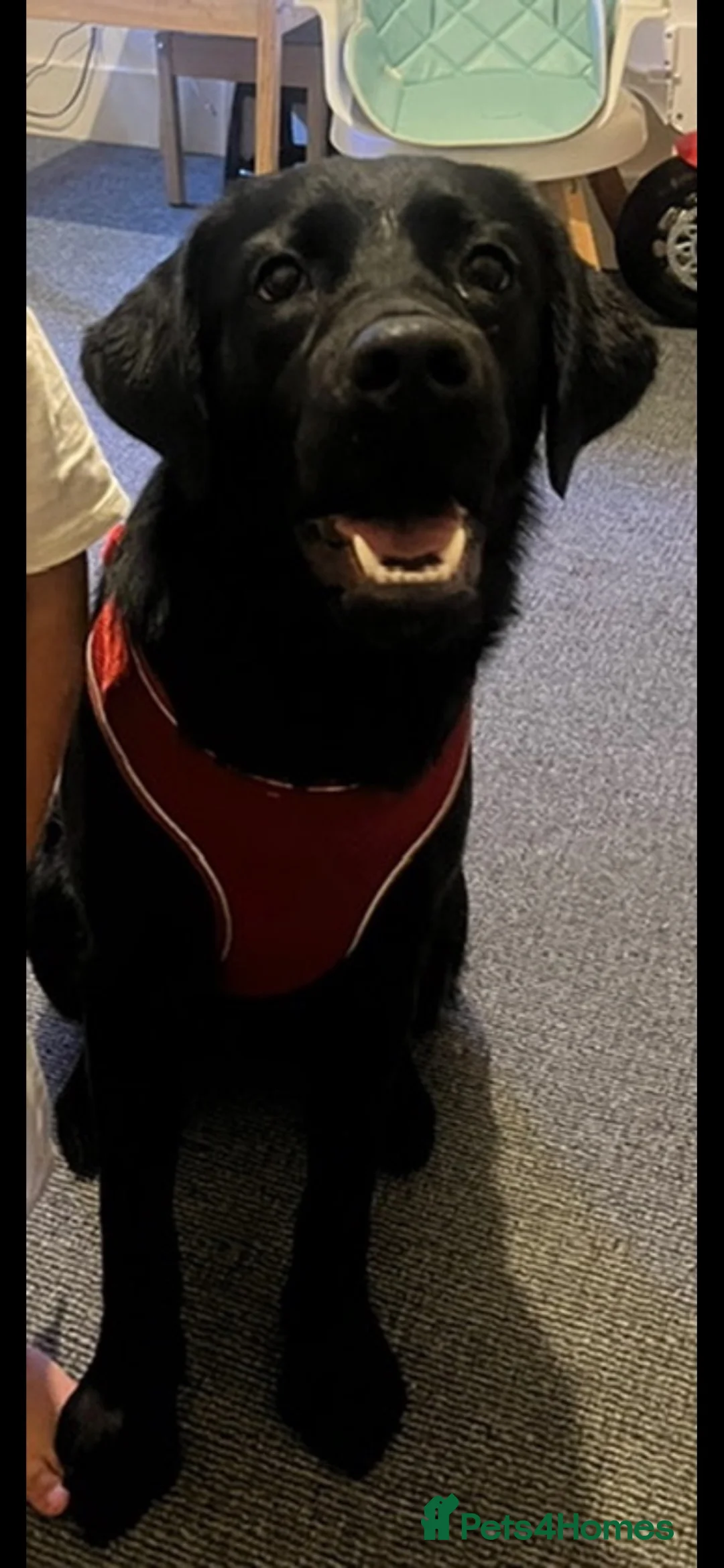 Labrador Retriever dogs for sale: Black Labrador retriever  in London - Advert 1