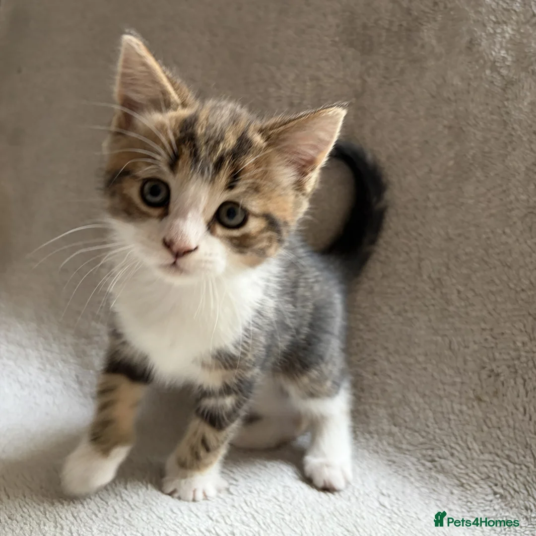 Mixed Breed cats for sale: Adorable Kittens Looking for Their Forever Home - Advert 40