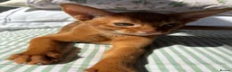 Abyssinian cats for sale: Stunning Abyssinian champion line kittens-last boy - Advert 20