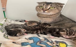 Scottish Fold cats for sale: 4 Scottish fold girl kittens  - Image 7
