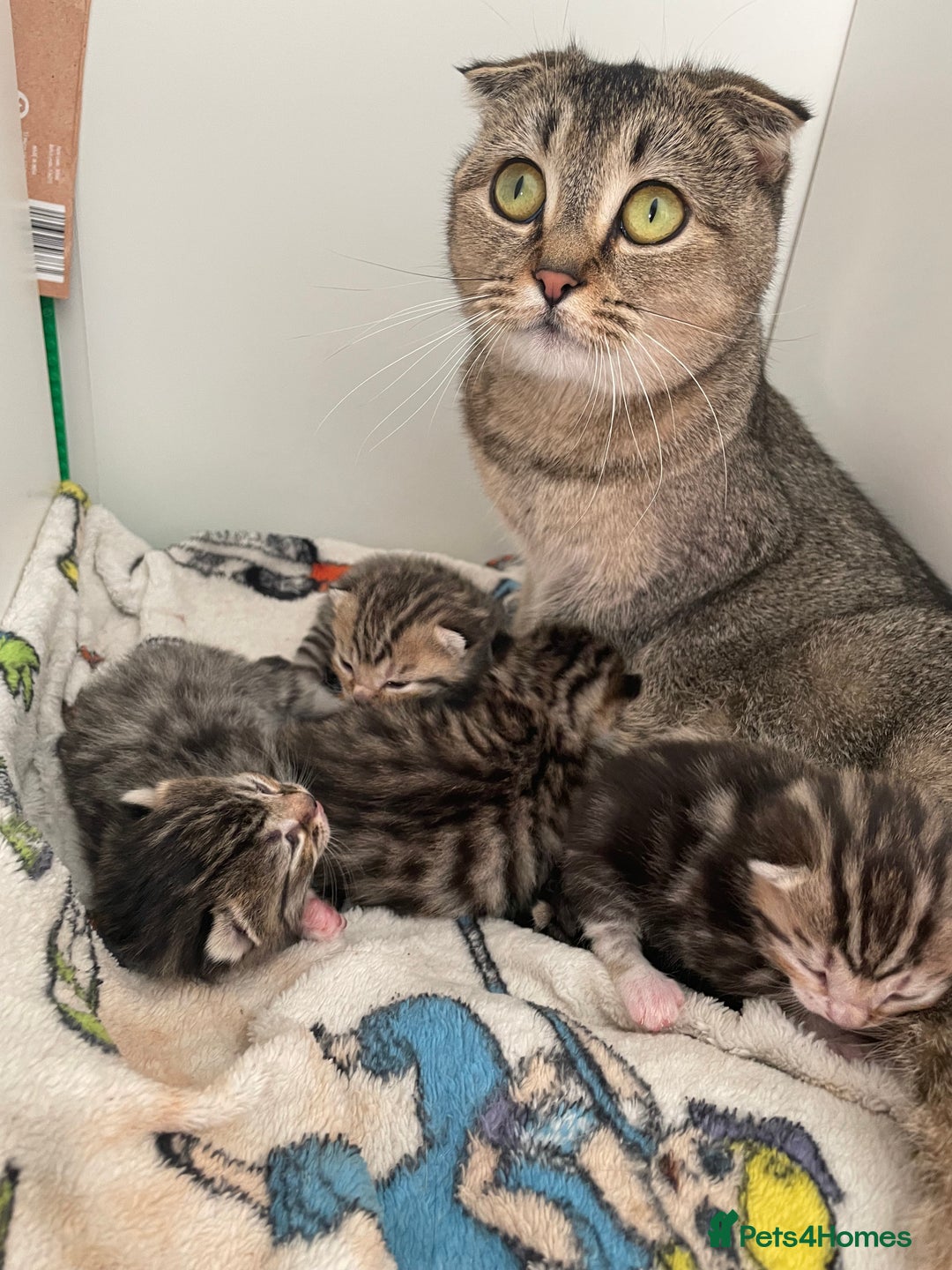 Scottish Fold cats for sale: 4 Scottish fold girl kittens  - Image 7