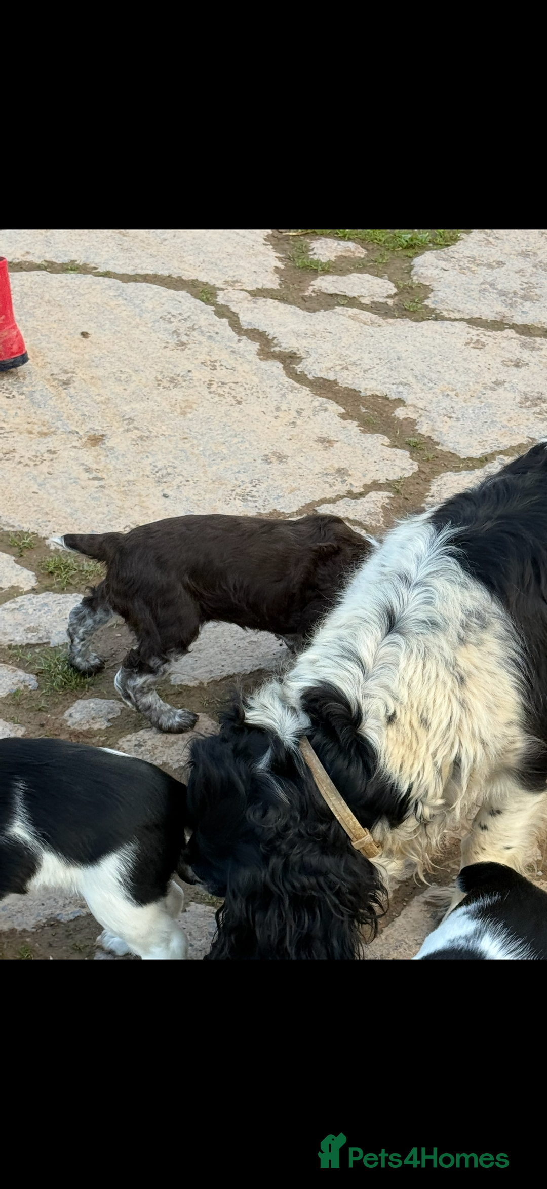 Sprocker dogs for sale: 2 sprockers available  - Advert 29