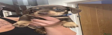 Miniature Dachshund 1
