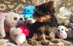 Yorkshire Terrier dogs for sale: Peace of Happiness!!! - Image 20