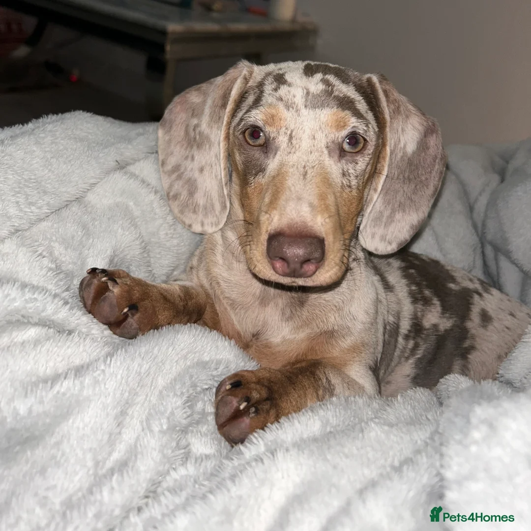 Miniature Dachshund dogs for sale: Miniature Dachshund Puppies for Sale  - Advert 1