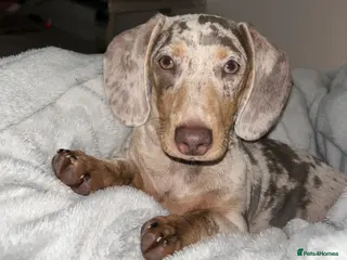 Miniature Dachshund dogs Miniature Dachshund Puppies for Sale - Advert 1