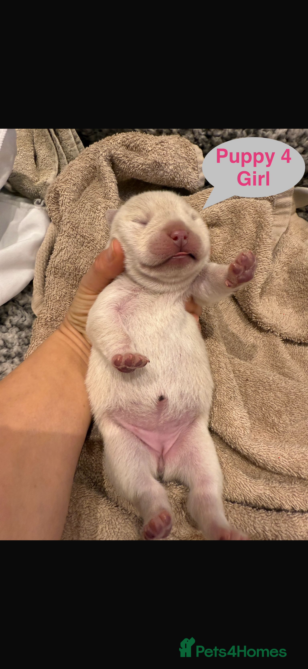 Mixed Breed dogs for sale: French chow puppies  - Image 8