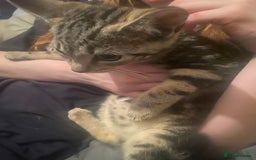 Siamese cats for sale: 3 kittens all mix of Siamese and bengal in Wellingborough - Image 11