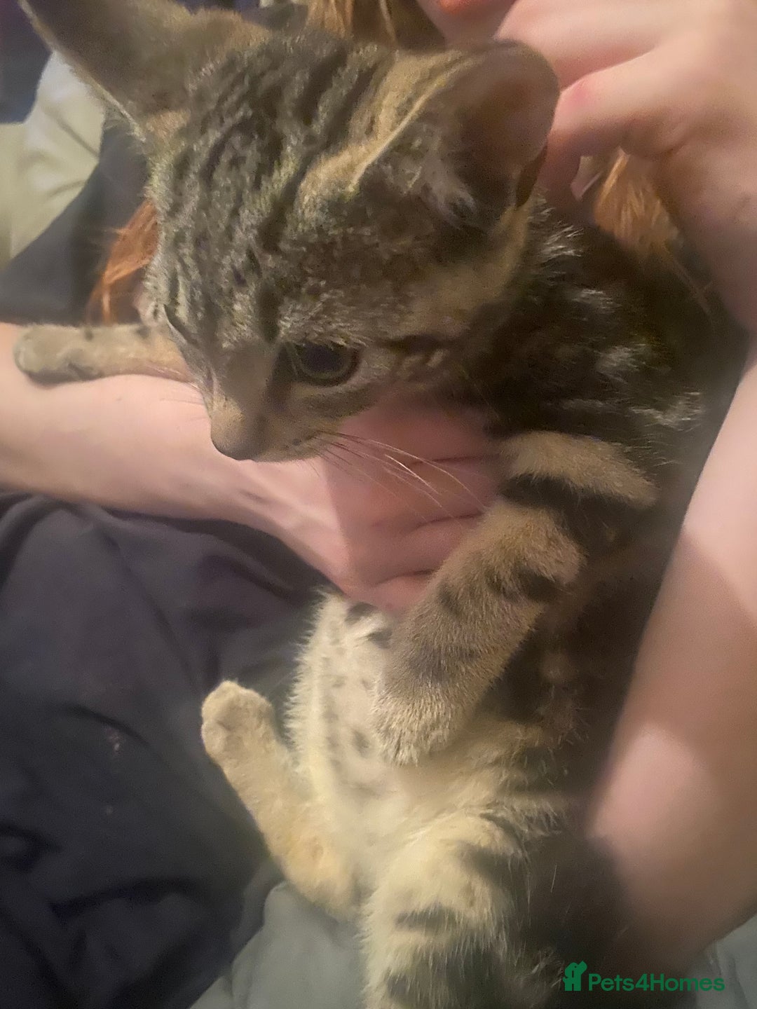 Siamese cats for sale: 3 kittens all mix of Siamese and bengal in Wellingborough - Image 11