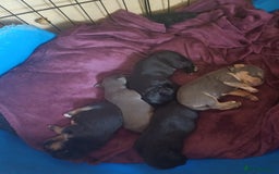 Jack Russell dogs for sale: Adorable Markiejack puppies - Image 1