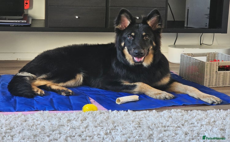 German Shepherd dogs - Advert 1