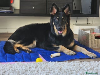 German Shepherd dogs - Advert 3
