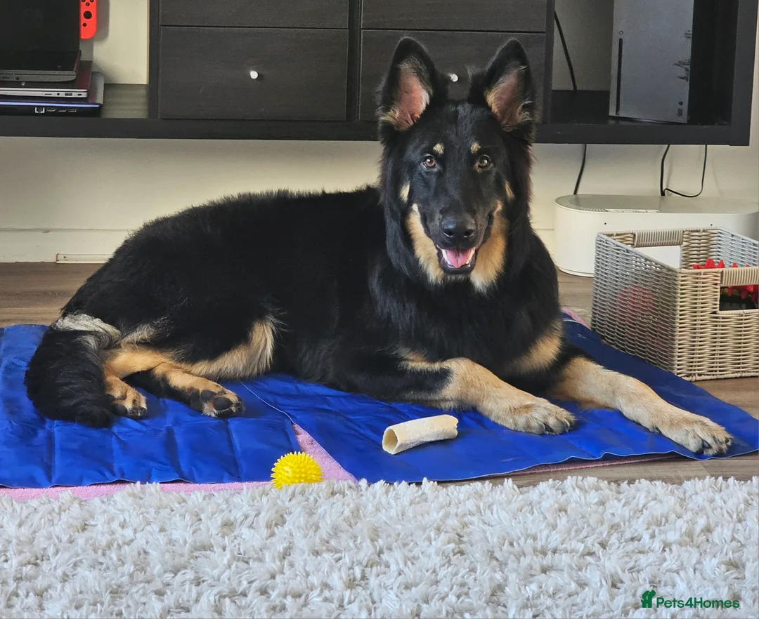 German Shepherd dogs for stud: Beautiful German shepherd for STUD - Advert 8