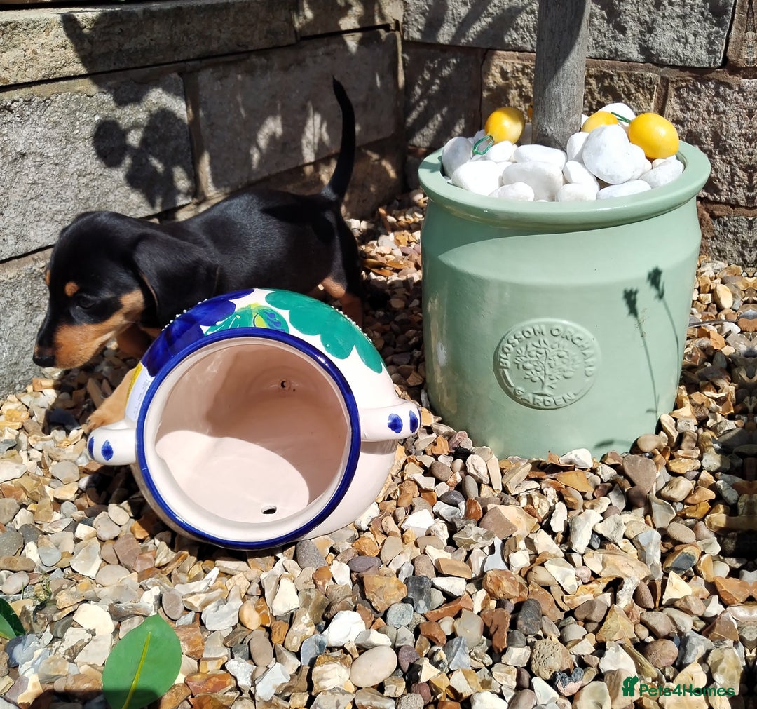 Miniature Dachshund dogs for sale: Mini dachshund  - Image 27