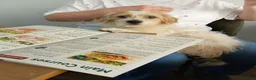 Mixed Breed dogs for sale: Norpats ready for our new homes in Telford - Advert 2