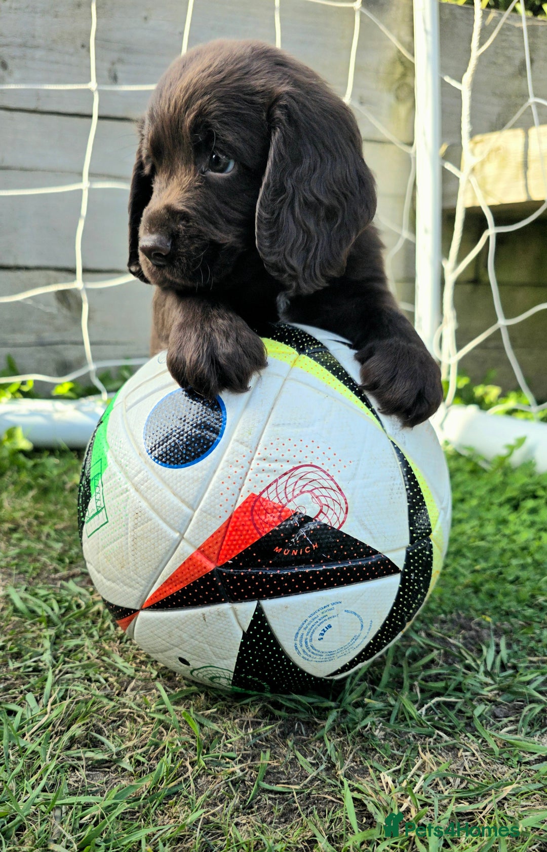 Cocker Spaniel dogs for sale: WORKING dna clear cocker spaniels  - Image 2