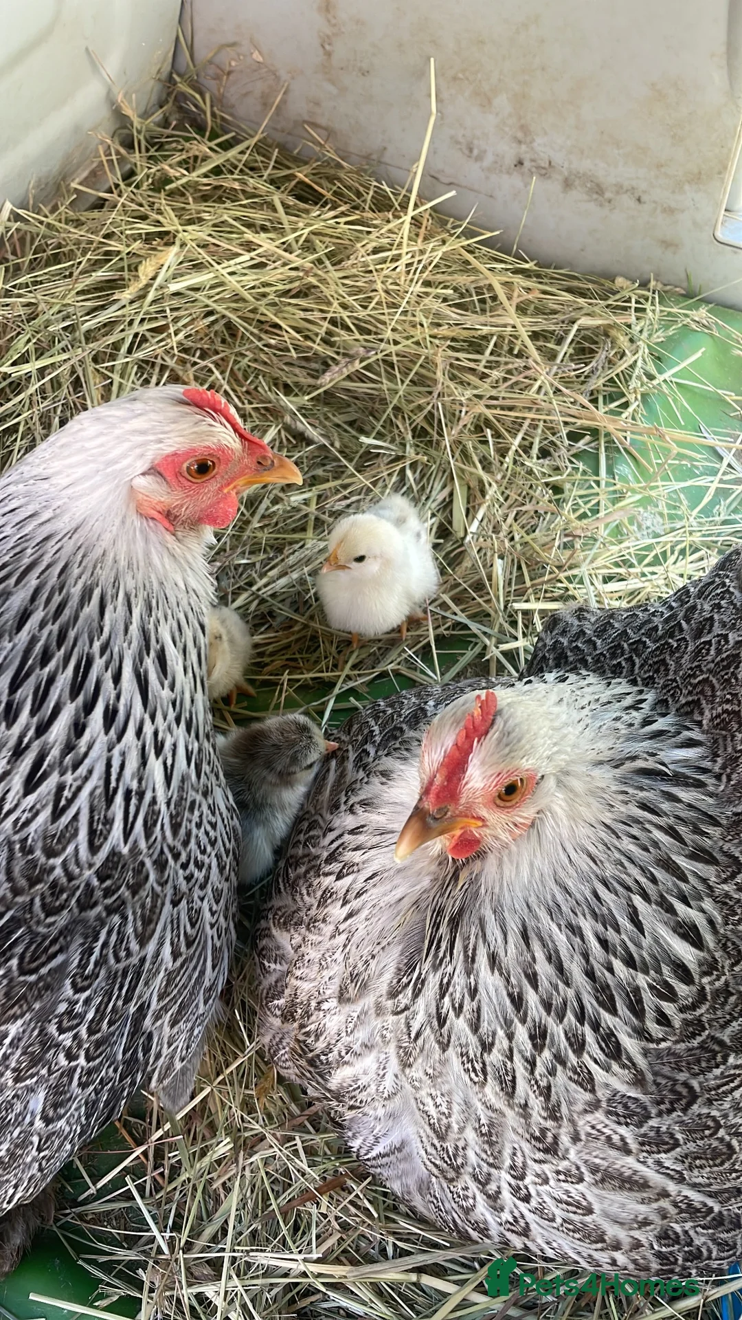 Chickens poultry for sale: Peakin pairs  - Advert 1
