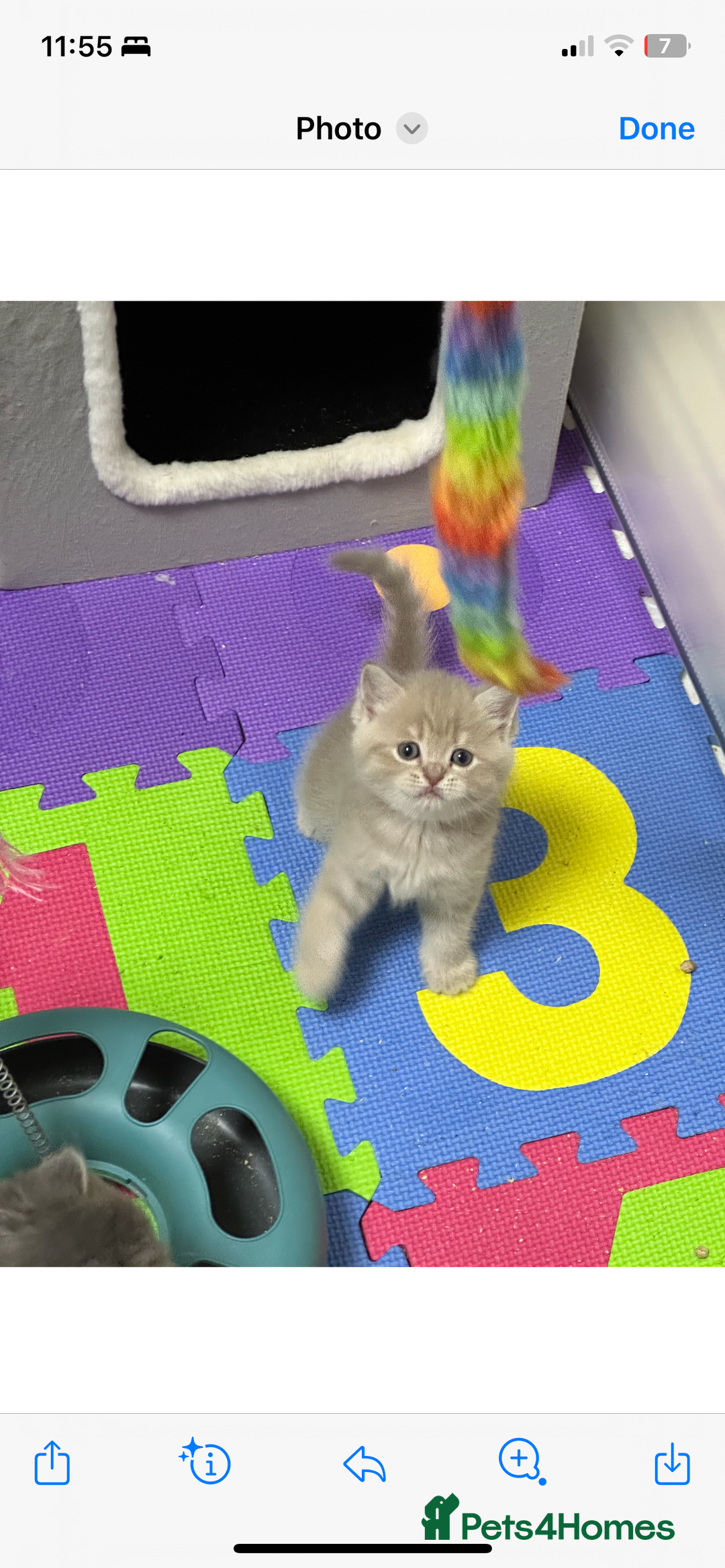 Scottish Fold cats for sale: Lovely kitten Highland delivery only Scotland Xx - Image 20