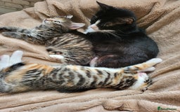 Mixed Breed cats for sale: 2 male kittens  - Image 4