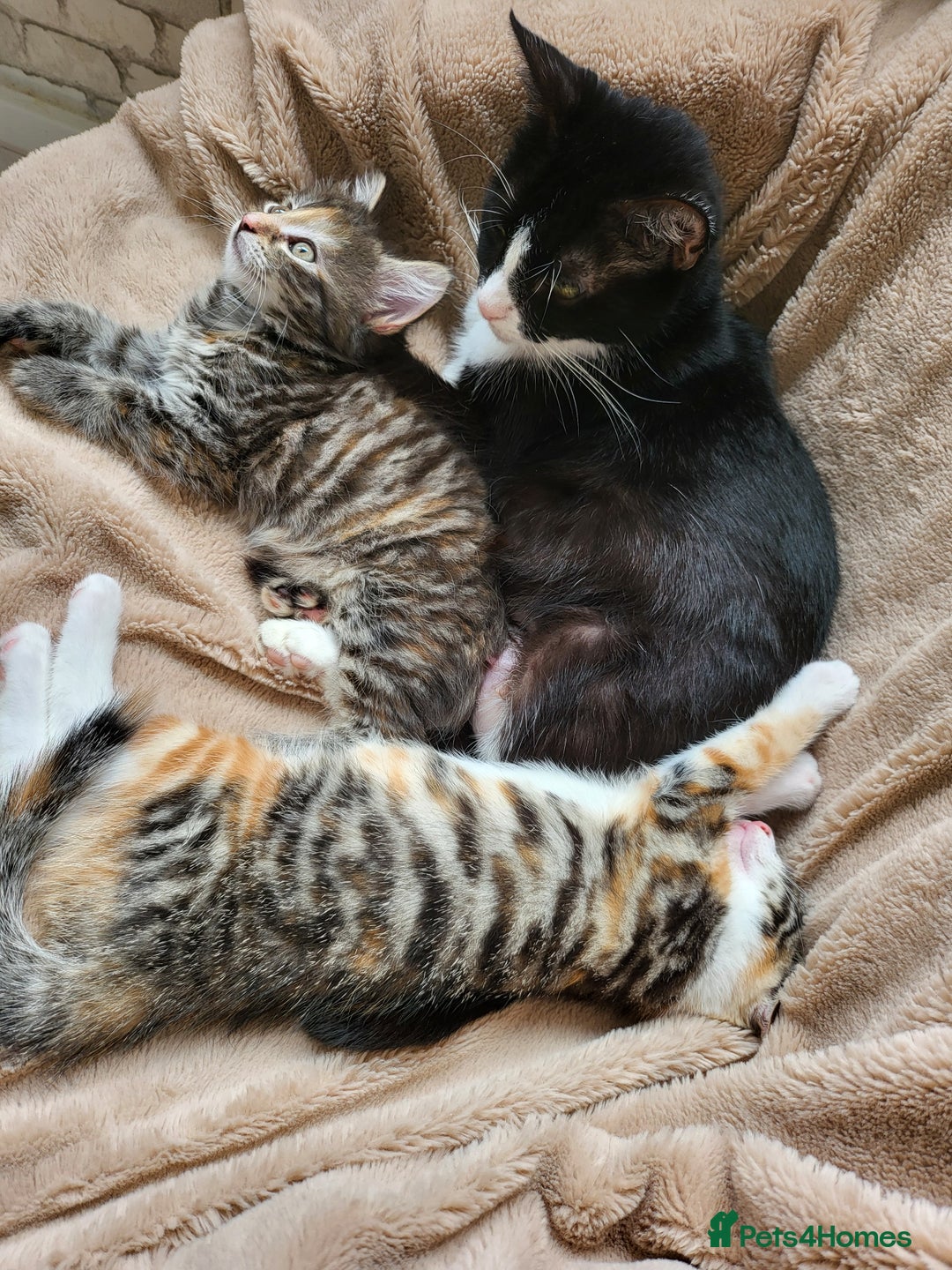 Mixed Breed cats for sale: 2 male kittens  - Image 4